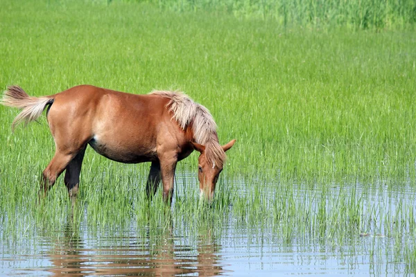 Cavallo bruno al pascolo stagione primaverile — Foto Stock