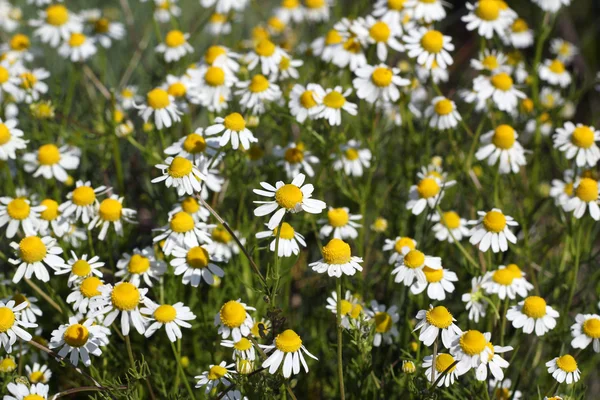 Chamomile flowers meadow spring season — Stock Photo, Image