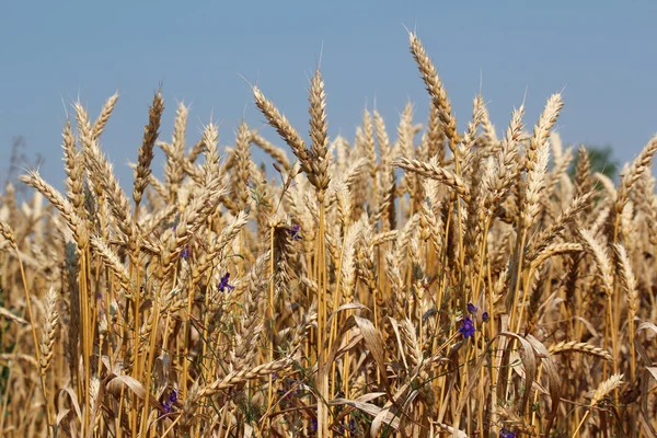 Gouden tarwe close-up zomerseizoen — Stockfoto