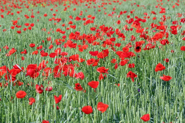 Grön vete och röda vallmo blommor — Stockfoto