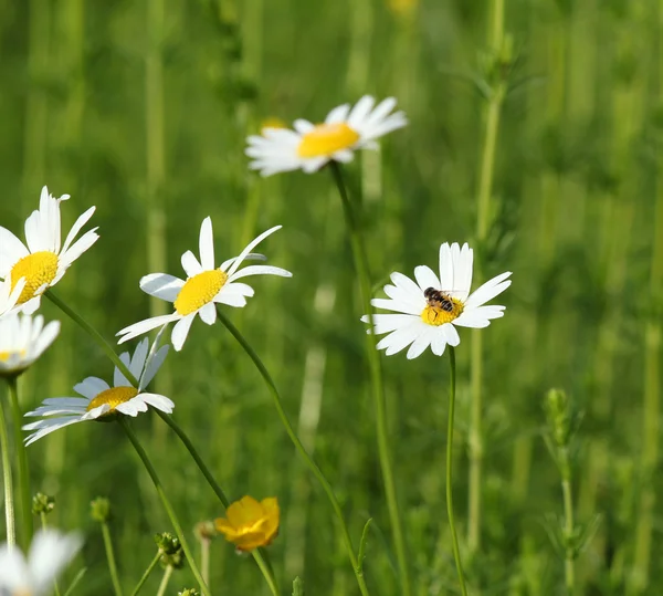 Meadow with white wild flowers and bee — Stock Photo, Image