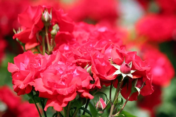 Красные розы закрывают весенний сезон — стоковое фото