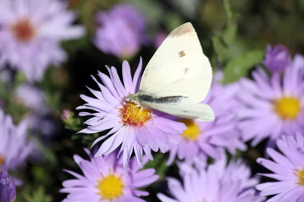 Butterfly on flower close up — Stock Photo, Image