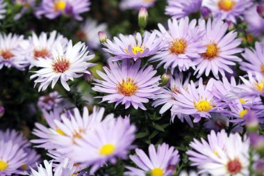 çiçek bahar sezonu doğa arka plan