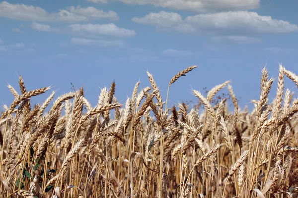 Golden wheat and blue sky summer season — Stock Photo, Image