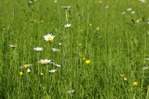 Prato con fiori bianchi selvatici ed erba verde — Foto Stock