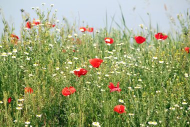 kır çiçekleri çayır doğa arka plan