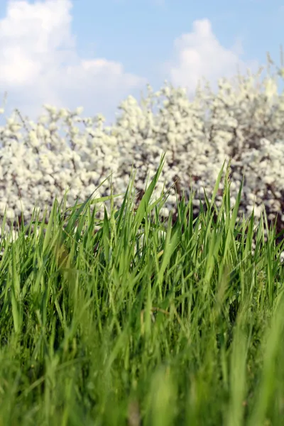 Hierba verde cerca de la temporada de primavera — Foto de Stock