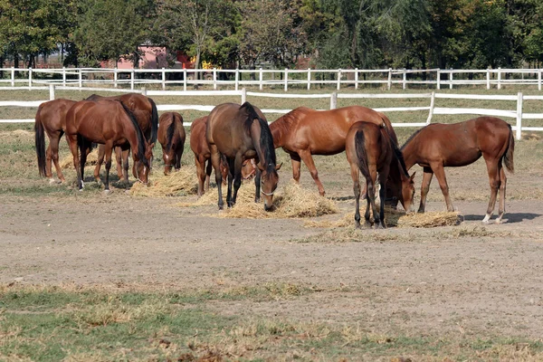 Les chevaux mangent du foin à la ferme — Photo