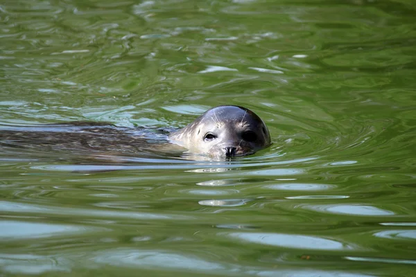 Seal swimming in water wildlife — Stock Photo, Image