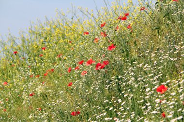 çayır kır çiçekleriyle doğa arka plan