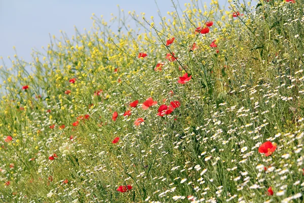 野生の花の自然の背景と草原 — ストック写真