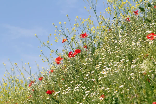 Weide met bloemen en blauwe lucht — Stockfoto