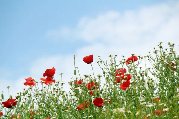 Rote Mohnblumen Frühlingszeit — Stockfoto