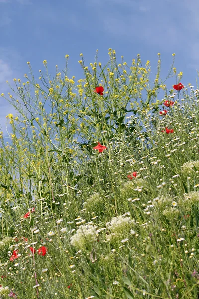 Flores silvestres campo temporada de primavera — Foto de Stock