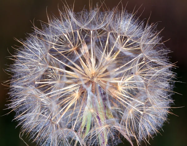 Dandelion macro spring season — Stock Photo, Image