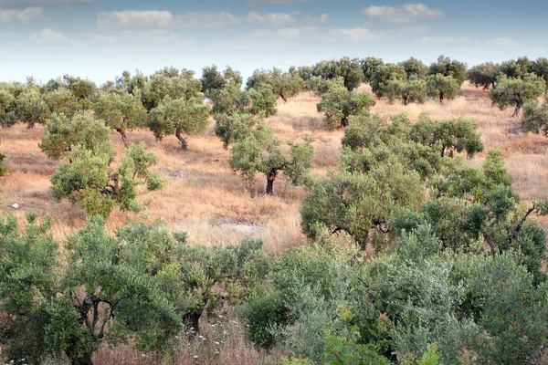 オリーブの木の丘風景ギリシャ — ストック写真