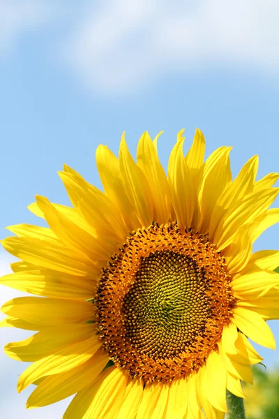 Słonecznik z bliska w sezonie letnim — Zdjęcie stockowe