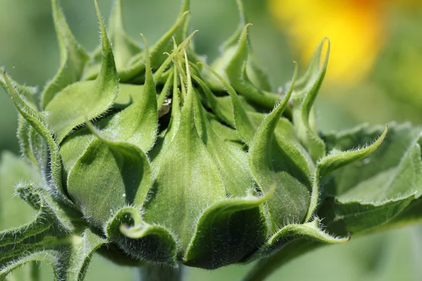 Closed green sunflower nature background — Stock Photo, Image