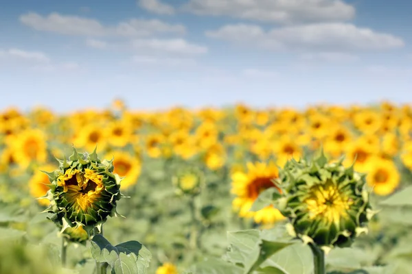 Bright sunflower field summer season — Stock Photo, Image