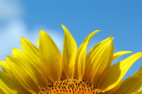 Sunflower bright yellow leaf summer season — Stock Photo, Image