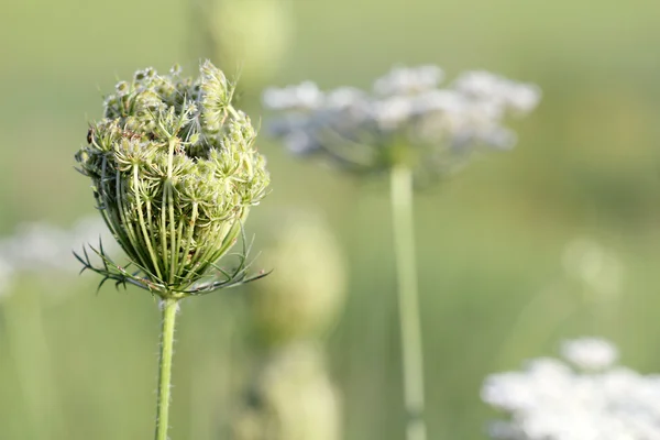 Fleurs sauvages fermer printemps saison — Photo