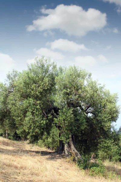 Old olive tree Sithonia Greece — Stock Photo, Image