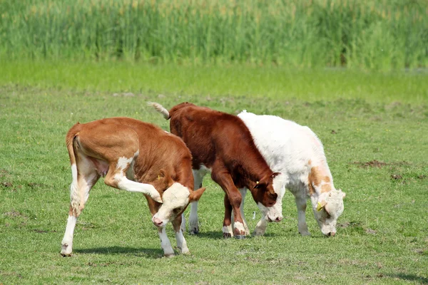 Three cow calf on pasture — Stock Photo, Image