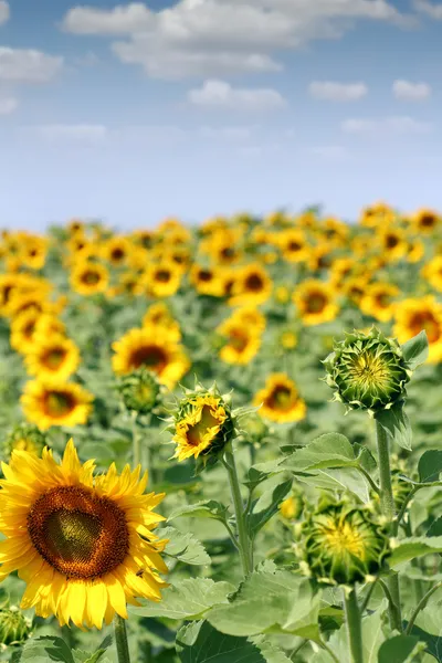 Яскраве соняшникове поле сільськогосподарська промисловість — стокове фото