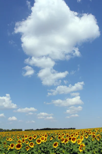 Zonnebloem veld met blauwe lucht en de wolken — Stockfoto