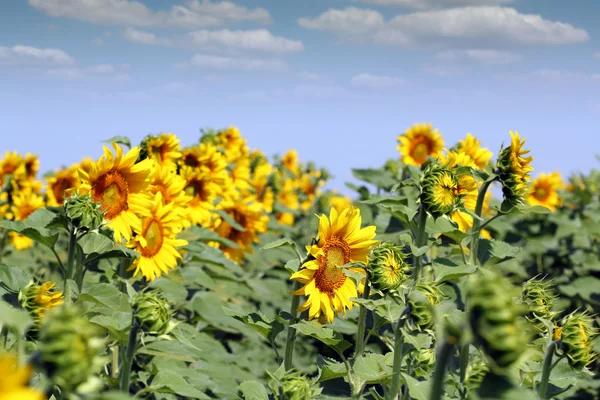Sunflowers summer season agriculture industry — Stock Photo, Image