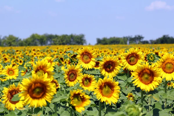 Słonecznikowe pole wiejski krajobraz w sezonie letnim — Stockfoto