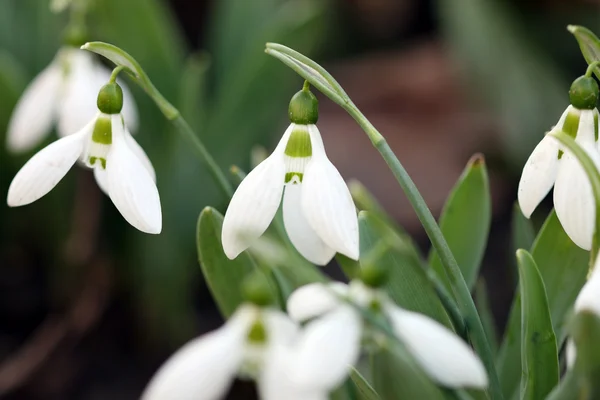 Snowdrops close up nature background — Stok Foto