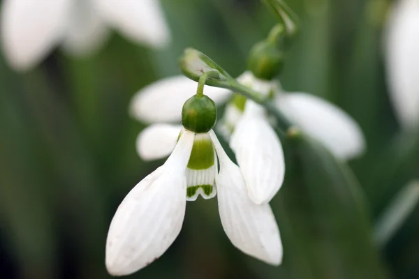 Snowdrop primavera temporada natureza fundo — Fotografia de Stock