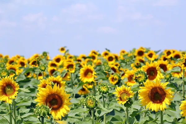 Sonnenblumenfeld mit blauem Himmel Landwirtschaft — Stockfoto