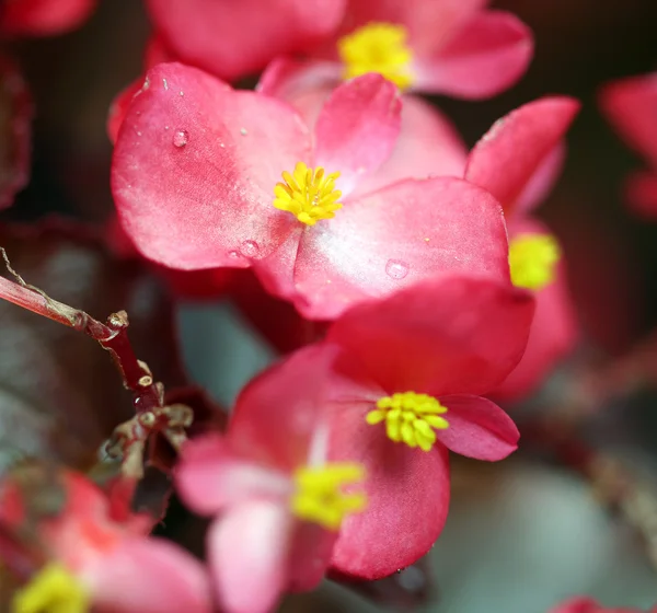 Rosa na kwiat wiosna — Zdjęcie stockowe