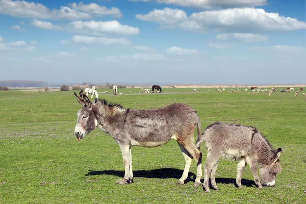 Burros e animais de criação em pastagens — Fotografia de Stock