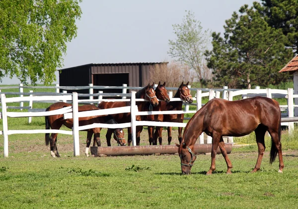 Horses in corral on ranch — Stock Photo, Image