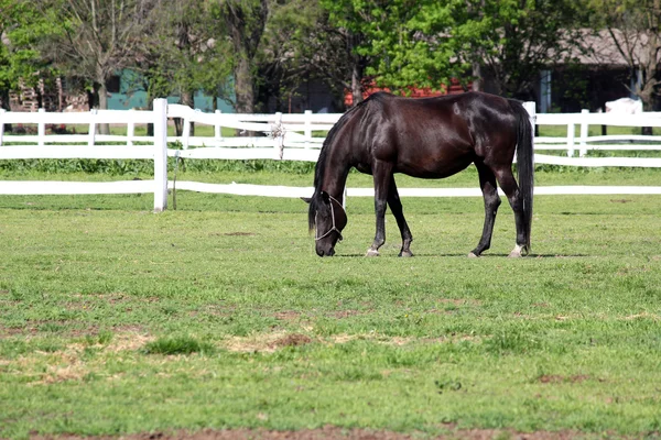 Black horse grazing in corral — Stock Photo, Image