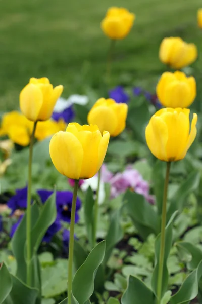 Gelbe Tulpe Blume Garten Frühling Saison — Stockfoto