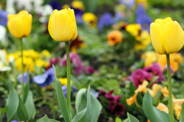 Žlutý Tulipán květinová zahrada zblízka — Stock fotografie