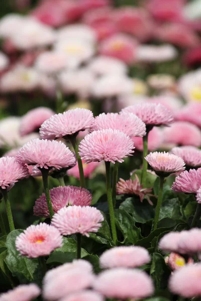 Marguerite jardin fleuri printemps saison — Photo