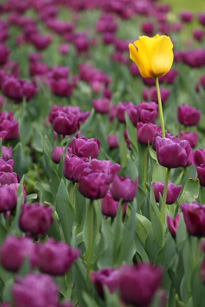 Tuin met paars en een gele bloem — Stockfoto