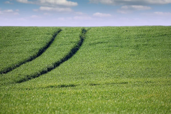 Grön vete fält med traktor trail och blå himmel — Stockfoto