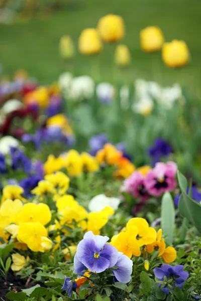 Maceška květinová zahrada jarní sezóny — Stock fotografie