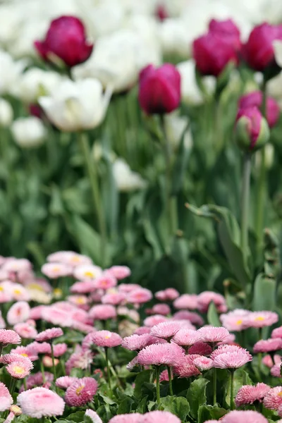 Gänseblümchen und Tulpe Blume Natur Hintergrund — Stockfoto