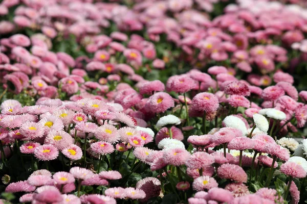 Marguerite fleur printemps saison nature fond — Photo