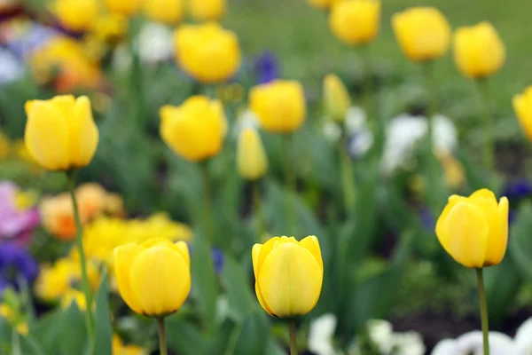 Yellow tulip flower nature background — Stock Photo, Image