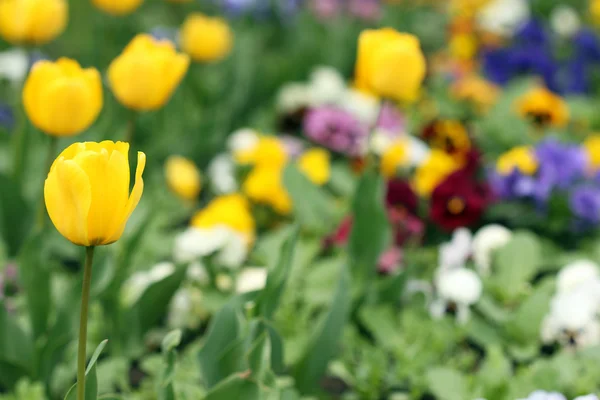 Tulip flower garden nature background — Stock Photo, Image