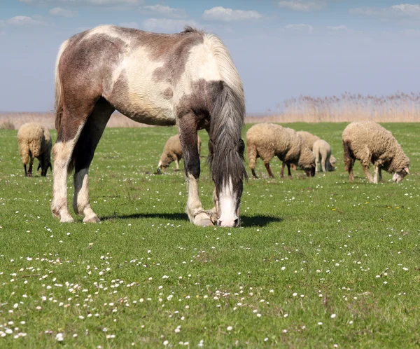 Pferd und Schaf auf der Weide — Stockfoto